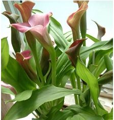 馬蹄蓮,注意事項(xiàng),方法