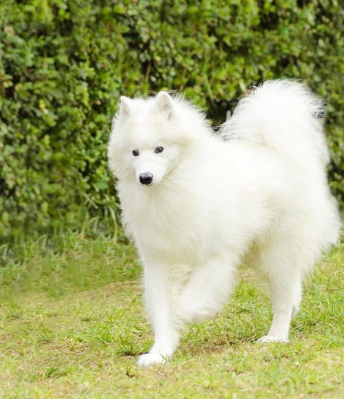 疫苗,注意事項,薩摩