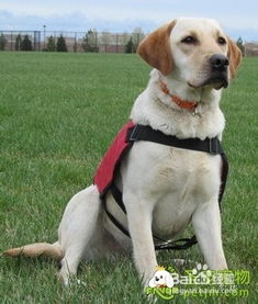 拉布拉多養(yǎng)狗注意事項