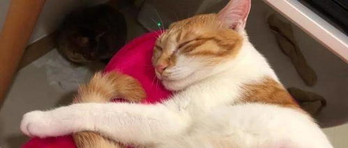 貓咪絕育手術(shù)后注意事項(xiàng)