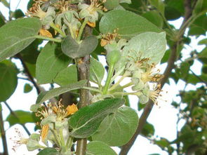 蘋果花期打藥注意事項