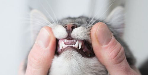 五個月貓換牙注意事項(xiàng),小奶貓換牙注意事項(xiàng),幼貓換牙期注意事項(xiàng)