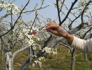 授粉,雜交,注意事項