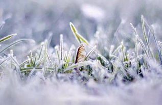 注意事項(xiàng),滴蟲病