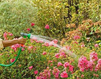 薔薇,種植,注意事項(xiàng),室內(nèi)