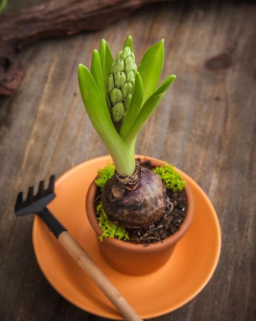 五彩芋的養(yǎng)殖方法和注意事項,霸王芋的養(yǎng)殖方法和注意事項,彩芋的養(yǎng)殖方法和注意事項