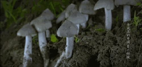 黑雞樅種植前景,種植黑雞樅是哪個月開始種,黑皮雞樅覆土注意事項