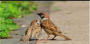 麻雀膠使用注意事項