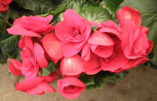 海棠,注意事項(xiàng),工廠化,生產(chǎn)