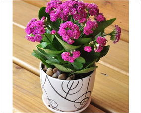 長壽花的養(yǎng)殖方法和注意事項,宮燈長壽花的養(yǎng)殖方法和注意事項,長壽花的養(yǎng)殖方法和注意事項剪枝