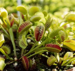 養(yǎng)殖,注意事項,方法,血龍草