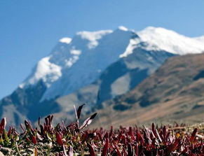 去高原旅游注意事項(xiàng),高原地區(qū)需要注意事項(xiàng),高原旅游的注意事項(xiàng)和安全預(yù)防