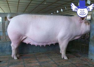 懷孕母豬用藥注意事項(xiàng)