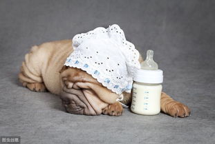 喂羊奶粉的注意事項(xiàng)狗