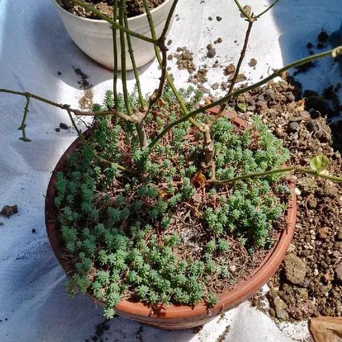 注意事項,換完花土后