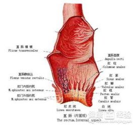 直腸,注意事項(xiàng)