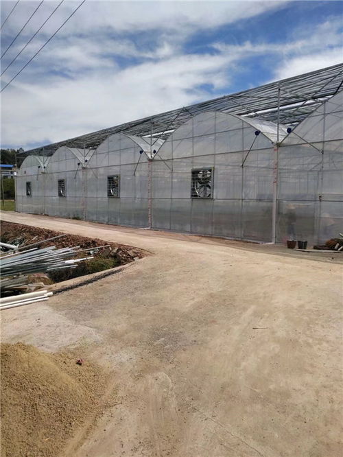 搭建,大棚,注意事項(xiàng)