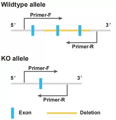 pcr擴(kuò)增實驗的注意事項,pcr基因擴(kuò)增注意事項,pcr擴(kuò)增時的注意事項