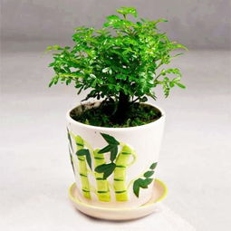 清香木換盆要注意事項(xiàng)