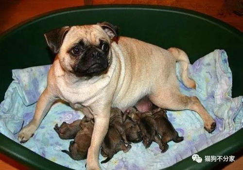 剖腹產(chǎn)后的注意事項(xiàng),剖腹產(chǎn)洗澡注意事項(xiàng),刨腹產(chǎn)前的注意事項(xiàng)