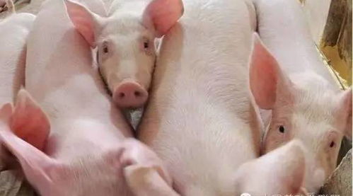 養(yǎng)豬的注意事項(xiàng),秋季養(yǎng)豬注意事項(xiàng),春季養(yǎng)豬注意事項(xiàng)