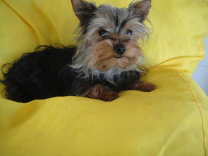 約克夏打育苗前后注意事項