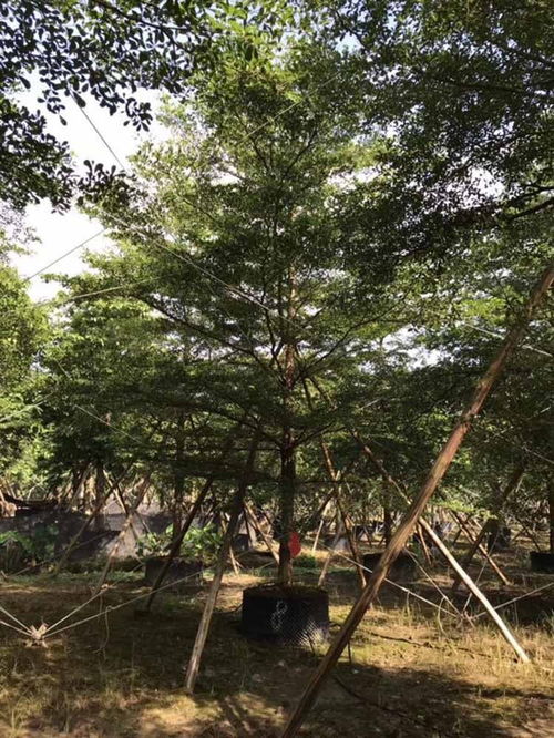 農(nóng)村租地注意事項(xiàng),租地需要注意事項(xiàng),草莓苗種植注意事項(xiàng)