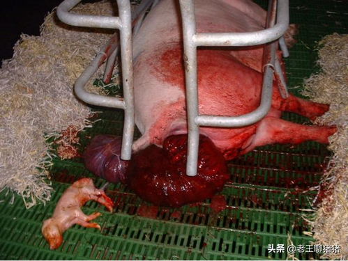 懷孕母豬運(yùn)輸注意事項(xiàng),懷孕母豬免疫注意事項(xiàng),母豬產(chǎn)后用藥注意事項(xiàng)