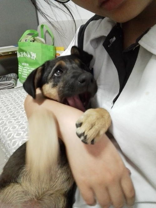 哺乳,疫苗,注意事項