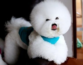 驅(qū)蟲,體外,五個(gè)月,注意事項(xiàng)