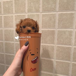 人工喂養(yǎng)奶狗的注意事項