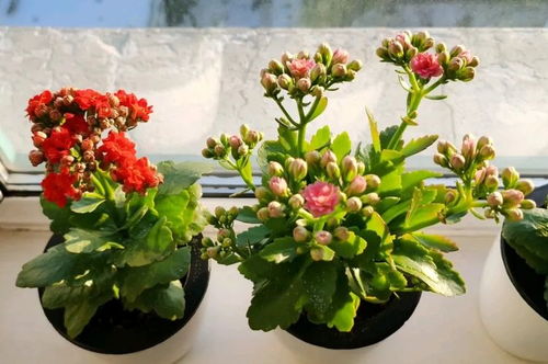 做標(biāo)花的注意事項(xiàng)