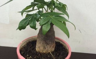 花盆,注意事項,發(fā)財樹