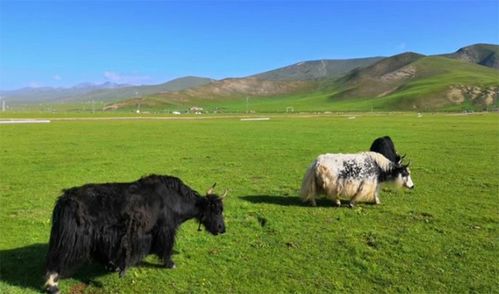 8月青海旅游注意事項(xiàng)