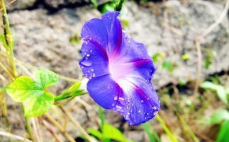 重瓣矮牽?；ǖ酿B(yǎng)殖方法和注意事項,矮腳牽?；ǖ酿B(yǎng)殖方法和注意事項,進口矮牽?；ǖ酿B(yǎng)殖方法和注意事項