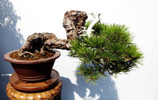 不老,注意事項,松栽養(yǎng)