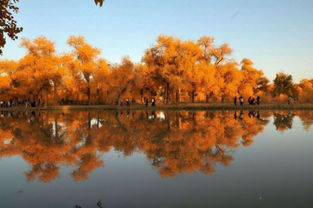 額濟(jì)納旗胡楊林旅游注意事項(xiàng)