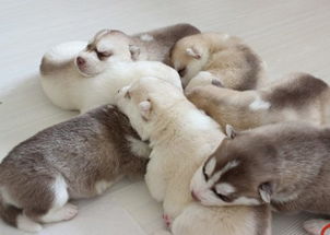 喂養(yǎng),幼犬,注意事項(xiàng)