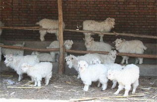 去勢,羔羊,注意事項