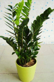 注意事項(xiàng),金錢,樹打根