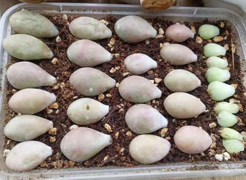 出芽,葉片,注意事項(xiàng)