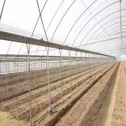 大棚,注意事項,蔬菜,結(jié)構(gòu)