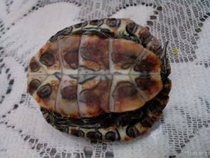 注意事項(xiàng),小烏龜,cm