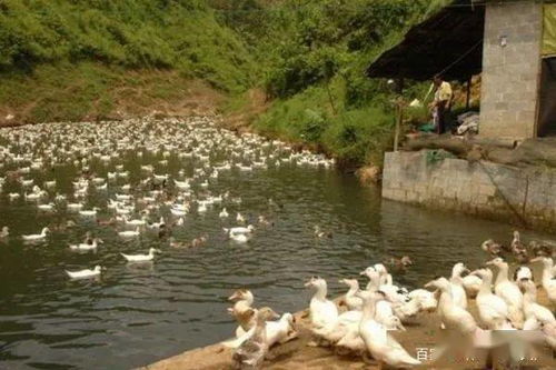 魚塘,開挖,注意事項