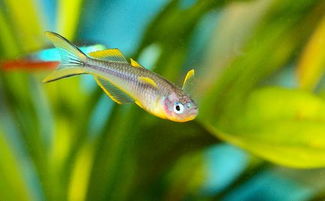 霓虹燈魚(yú)注意事項(xiàng)