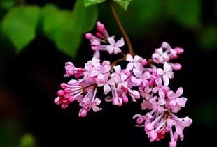 盆栽丁香花的養(yǎng)殖方法和注意事項