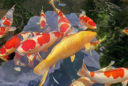 錦鯉養(yǎng)水注意事項