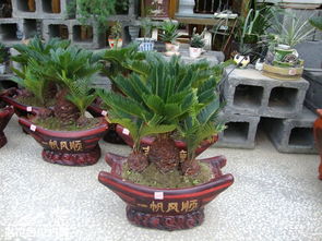 鐵樹海棠怎么種植方法和注意事項