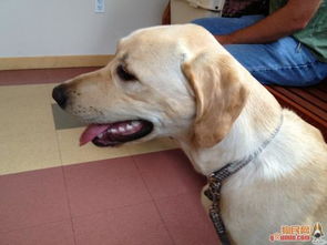 公泰迪做絕育的注意事項(xiàng)