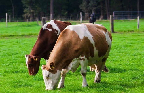 喂懷孕母牛注意事項
